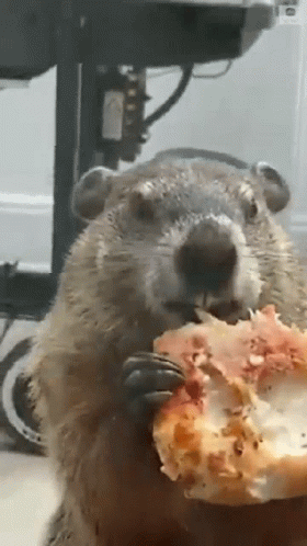 Pizza Groundhog GIF