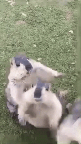 Groundhog Hey Gopher GIF