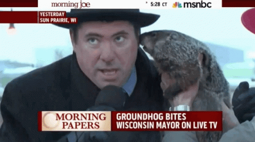 Groundhog Bites Mayors Ear Video GIF