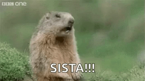 Groundhog 498 X 281 Gif GIF