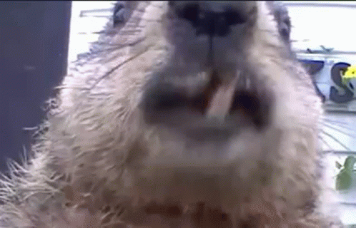 Groundhog Chewing Close Up GIF