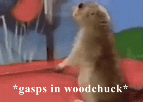 Groundhog Gasps In Woodchuck GIF