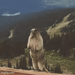 Groundhog Arthur Standing On Hind Legs GIF