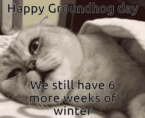 Groundhog Day Disappointed Cat Turning Back GIF