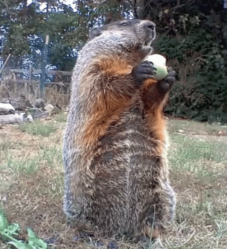 Groundhog Day Groundhog Eating Looking Around GIF