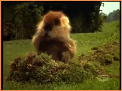 Groundhog Day Groundhog Happy Dance GIF