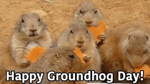 Groundhog Day Groundhogs Eating Carrots GIF