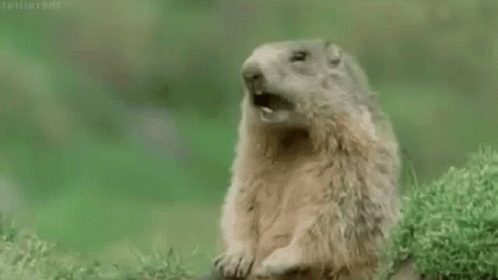 Groundhog Day Morning Greeting Gm GIF