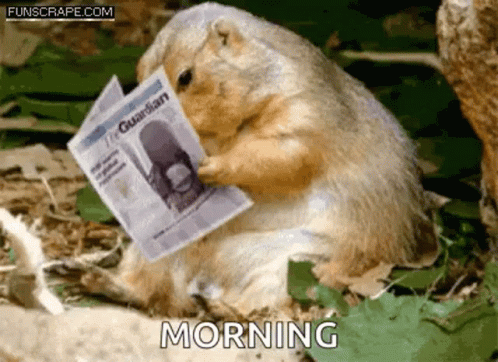 Groundhog Day Morning Newspaper Reading GIF