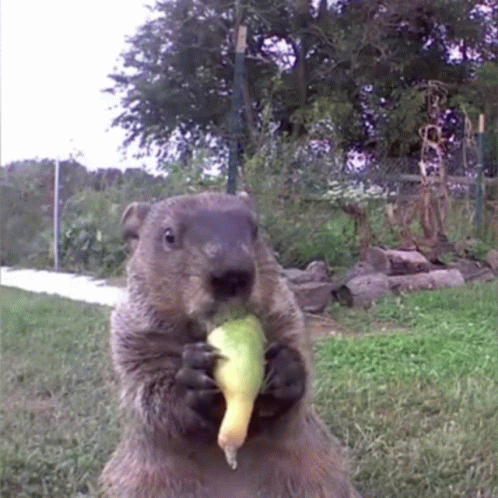 Groundhog Day Munching Veggies GIF