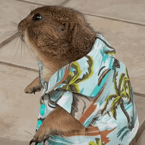 Groundhog Dress Up GIF