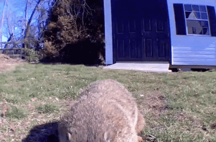 Groundhog  Eating Gopher GIF