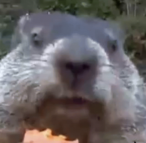 Groundhog Eating Pizza