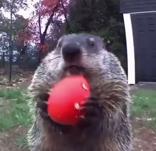 Groundhog Eats Farmers Crop GIF