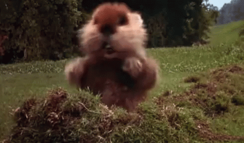 Groundhog GIF