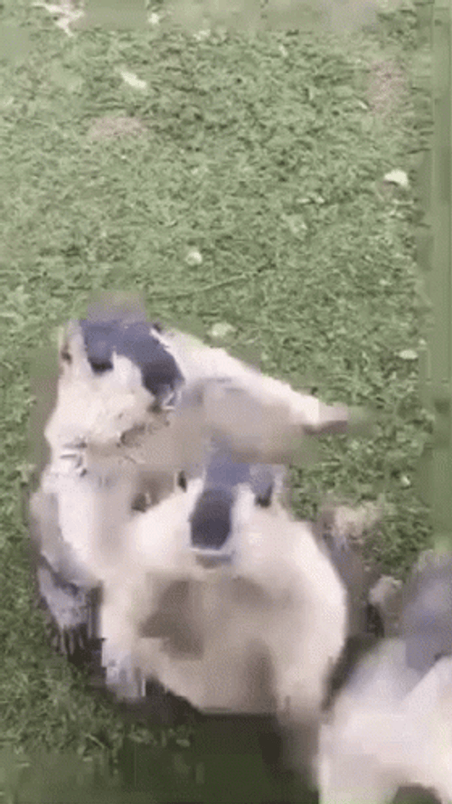 Groundhog Hey Gopher GIF