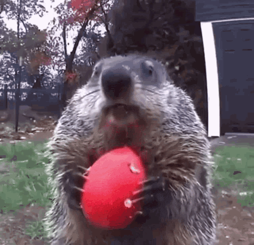 Groundhog Holding Red Ball