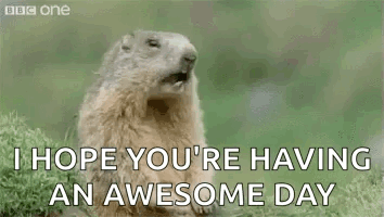 Groundhog Hope Your Having An Awesome Day GIF