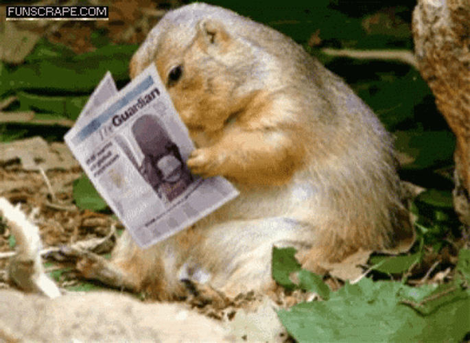 Groundhog Reading News Paper GIF