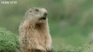 Groundhog Sitting in Grass Saying Hey