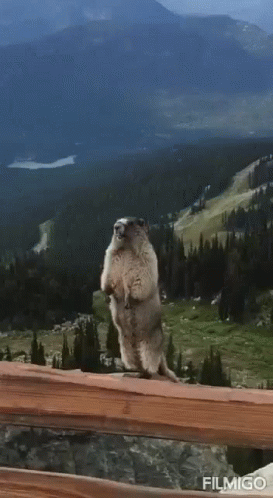 Groundhog Standing on Hind Legs on Wooden Fence with Brock