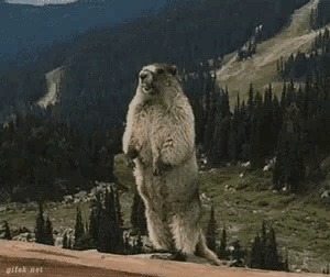 Groundhog Standing on Rock in Mountains