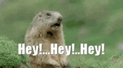Groundhog Standing on Rock Saying Hey