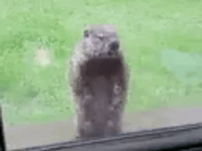 Groundhog Standing Outside GIF