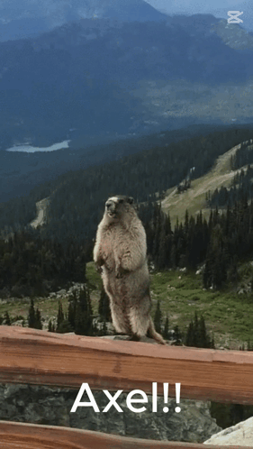 Groundhog Standing With Axel Above GIF