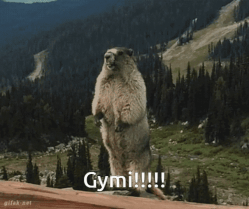 Groundhog Standing With Gymi !!! GIF