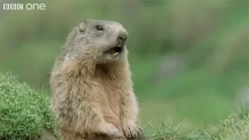 Groundhog with Mouth Open Saying Hey