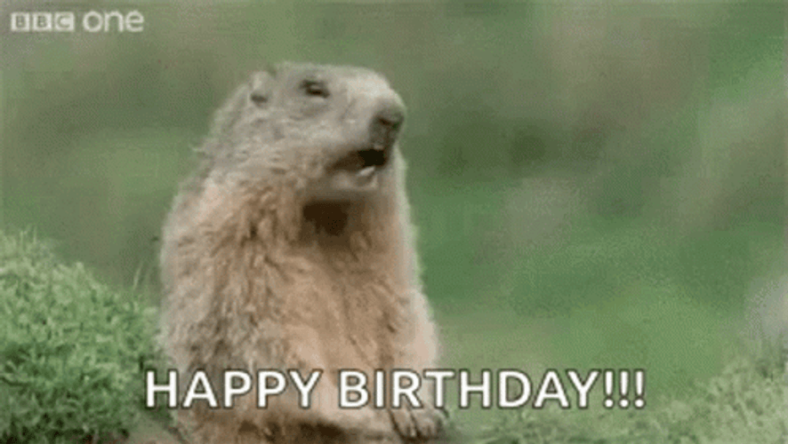Groundhog GIF