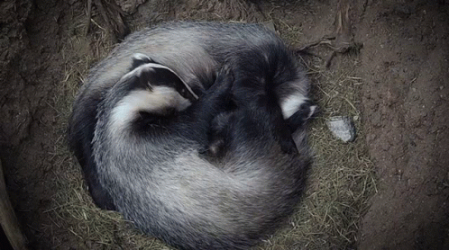 Group of Badgers Sleeping Together in Dirt