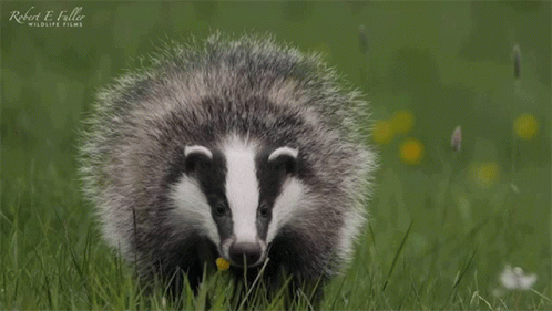 Group of Badgers Standing in Field Saying Welcome to Minnmax
