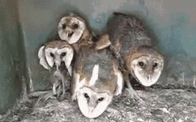 Group of Barn Owls Sitting in Nest