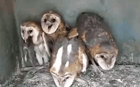 Group of Barn Owls Sitting on Nest