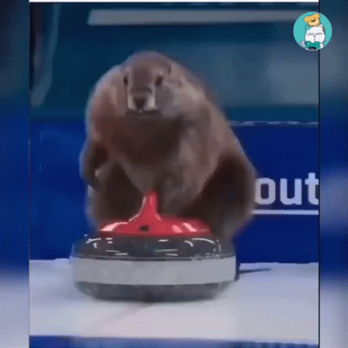 Group Of Beaver Curling GIF