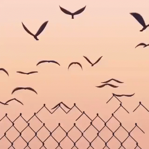 Group Of Bird Flying GIF