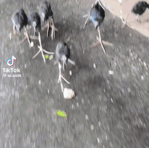 Group of Birds Standing on Hind Legs in Puddle
