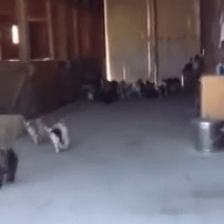 Group of Cats Playing on Gray Carpet