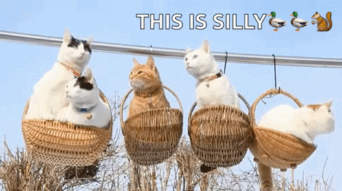 Group Of Cats Sitting In Baskets GIF
