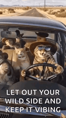 Group of Cats Sitting in Car