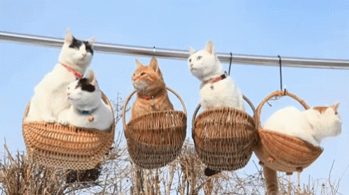 Group Of Cats Sitting In Wicker Baskets GIF
