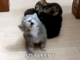 Group Of Cats Sitting Together GIF