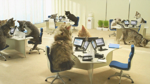 Group Of Cats Typing GIF