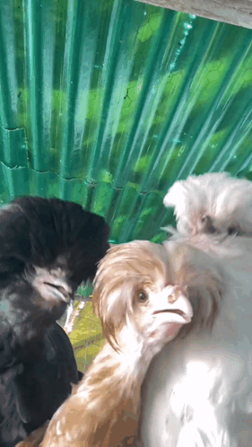 Group Of Chickens Standing Together GIF
