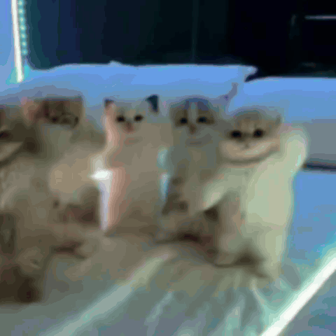 Group Of Dogs Playing With Blue Ball GIF