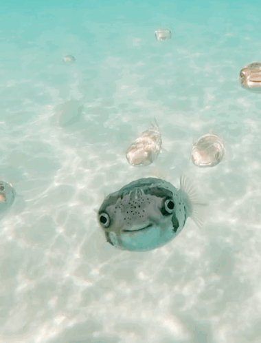 Group of Fish Saying Yeah Join Us Join Us