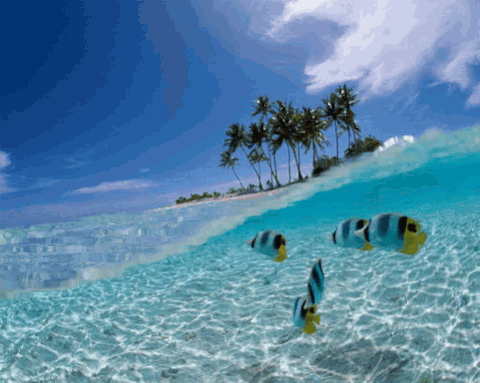 Group Of Fish Swimming Near Small Island GIF