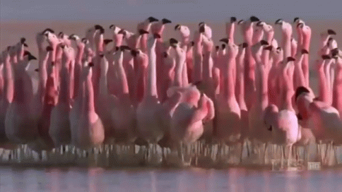 Group Of Flamingo GIF